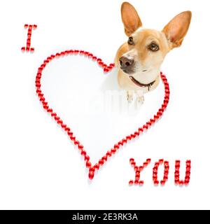 chien chihuahua sur les valentines aiment la forme de coeur avec j'aime vous signez comme arrière-plan isolé sur blanc Banque D'Images