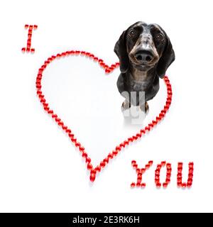 Saucisse de dachshund chien sur les valentines amour de forme de coeur avec moi j'aime que vous signez comme arrière-plan isolé sur blanc Banque D'Images