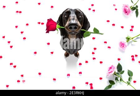 Saucisse de dachshund chien sur les valentines amour de forme de coeur avec moi j'aime que vous signez comme arrière-plan isolé sur blanc Banque D'Images
