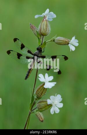 Dragonfly (Libellula pulchella) sur White Campion (Silene latfolia), E USA, par Skip Moody/Dembinsky photo Assoc Banque D'Images