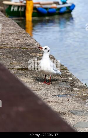 Mouette perchée sur le mur de l'estuaire Banque D'Images