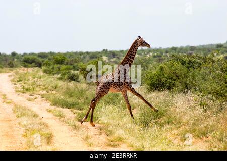 Girafe solitaire dans la savane de Tsavo East Park Au Kenya Banque D'Images