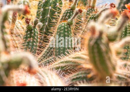 Gros plan de cactus en fleurs dans un jardin botanique Banque D'Images