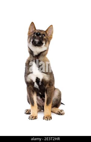 Chien de chiot japonais Shikoku devant un fond blanc Banque D'Images