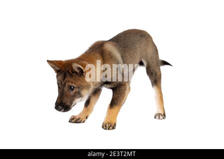 Chien de chiot japonais Shikoku devant un fond blanc Banque D'Images