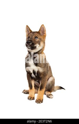 Chien de chiot japonais Shikoku devant un fond blanc Banque D'Images