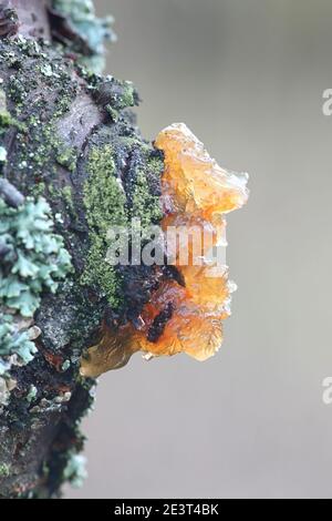 La gummose est la formation de parcelles d'une substance gélisée à la surface de certaines plantes, en particulier des arbres fruitiers. Cela se produit lorsque la sève déborde de Banque D'Images