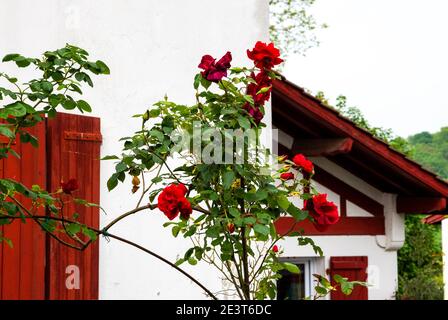 Roses rouges buissons près d'une ancienne maison rurale typique dans le pays basque français, France. Vacances en arrière-plan de campagne. Banque D'Images