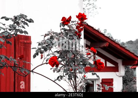 Roses rouges buissons près d'une ancienne maison rurale typique dans le pays basque français, France. Vacances en arrière-plan de campagne. Photo noir blanc rouge. Banque D'Images