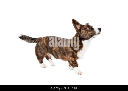 Bringé et blanc Cardigan Welsh Corgi chien devant un arrière-plan blanc Banque D'Images