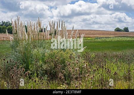 Pampas (Cortaderia selloana) montrant des panaches fleuries dans la campagne entre Colonia del Sacremento et Fray Bentos, sud-ouest de l'Uruguay Banque D'Images