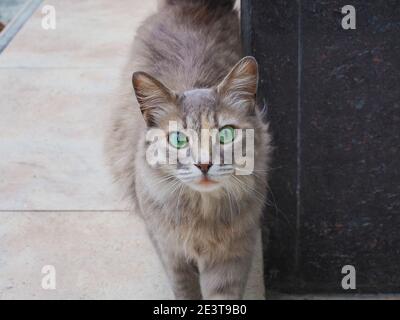 Portrait d'un chat gris mongrel mignon avec vert vif yeux Banque D'Images