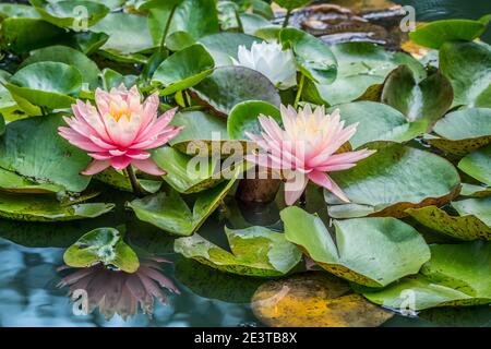 Deux nénuphars roses vibrants en pleine fleur avec un blanc lily en arrière-plan et une réflexion dans l'étang par une chaude journée ensoleillée en été Banque D'Images