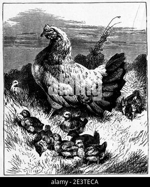 Mama Hen et son dessin de poussins. Banque D'Images