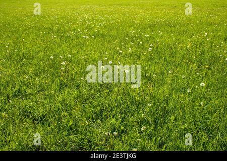 Fleurs sauvages sur un champ vert. Paysage de printemps en pleine floraison dans le parc national de l'Eifel en Allemagne Banque D'Images