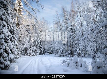 Route d'hiver dans la forêt entourée de déneigeuses et d'arbres enneigés. Banque D'Images