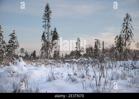 Paysage d'hiver avec de grands arbres de Noël et des snowdrifts. Banque D'Images