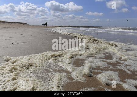 beaucoup de mousse à la ligne d'eau de la rivière escaut sur la plage de sable de cadzand, aux pays-bas Banque D'Images