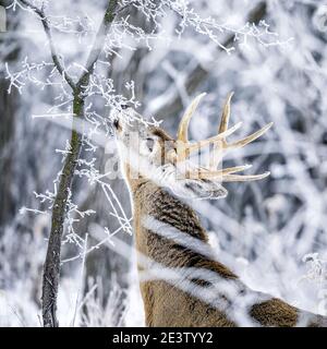 Buck de cerf à queue blanche par une journée hivernale glacielle, Manitoba, Canada. Banque D'Images