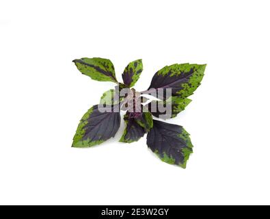 Feuilles de basilic pourpre (TOPS). Chemins de détourage, l'infinie profondeur de champ Banque D'Images