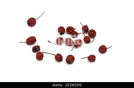 Herbes médicinales séchées matières premières isolées sur blanc. Fruit de Crataegus communément appelé aubépine, épine-épine, arbre de mai, orme blanc ou épine-corne. Banque D'Images