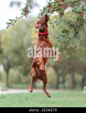 Le chien de chasse rouge irlandais saute pour ramasser de petites pommes de l'arbre dans le parc. Jeux d'activités de plein air avec animal de compagnie Banque D'Images