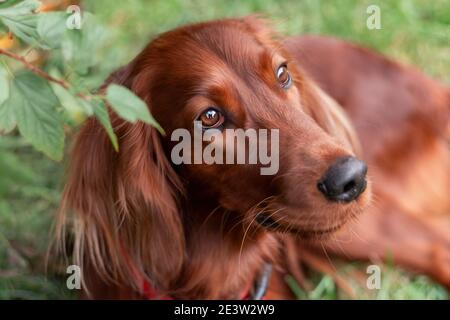 Magnifique portrait en gros plan du chien rouge de la race de chien de la définition irlandaise face à la nature Banque D'Images