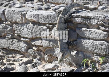 Iguana se prélassant au soleil sur un rocher sec parmi les ruines mayas de Tulum, Yucatan, Mexique Banque D'Images