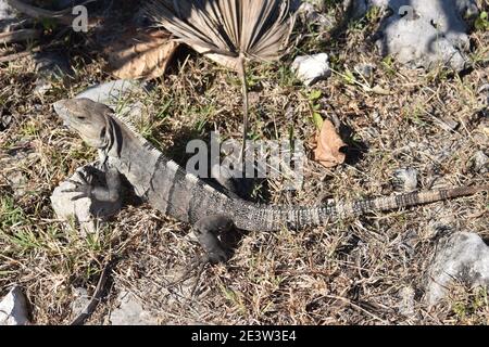 Iguana se prélassant au soleil sur une terre sèche parmi les ruines de l'ancienne ville maya de Tulum, Yucatan, Mexique Banque D'Images