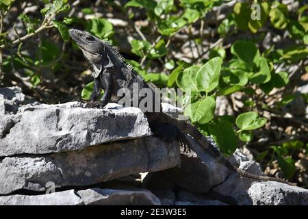 Iguana se prélassant au soleil sur les rochers secs des ruines antiques de l'ancienne ville maya de Tulum, Yucatan, Mexique Banque D'Images