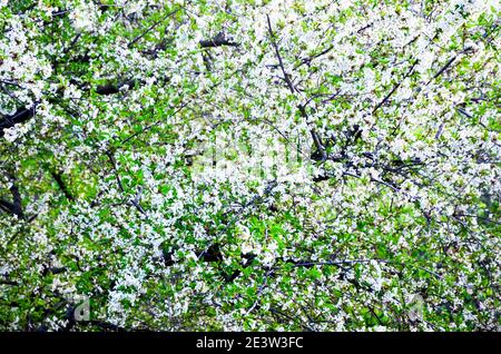 Branches de pommier en fleurs, fleurs aux pétales blancs, jardin de printemps. Photo de haute qualité Banque D'Images