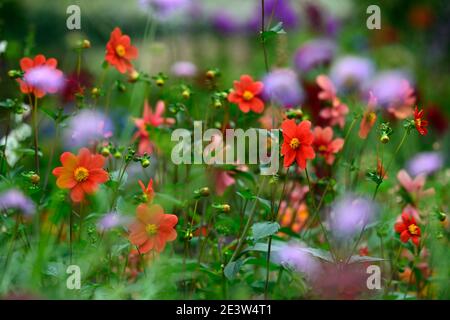 dahlia,dahlias simples,plantule,fleur d'orange,fleurs d'orange,fleur,RM floral Banque D'Images