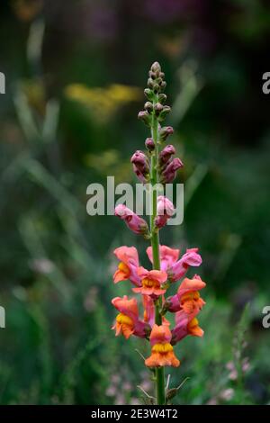 Antirrhinum majus Potomac Orange foncé,snapdragon,vivandragons,fleurs d'orange,floraison,schéma de plantation mixte,bordure mixte,fleurs de printemps,RM Floral Banque D'Images