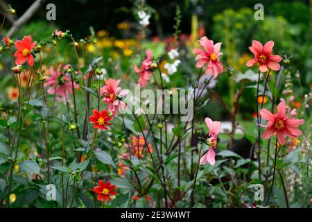 dahlia,dahlias simples,semis,fleur d'abricot orange,fleurs d'abricot orange,fleurs de dahlia,fleur de dahlia,fleur de jahlia,fleurs de RM Banque D'Images