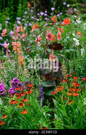 Helenium Moerheim Beauté,Antirrhinum majus Potomac Orange foncé,senecio cristobalensis,rouge orangé,fleur,fleurs,fleurs,fleurs,fleurs,fleurs,fleurs,jardin,combinaison de plantation, Banque D'Images