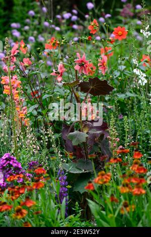 Helenium Moerheim Beauté,Antirrhinum majus Potomac Orange foncé,senecio cristobalensis,rouge orangé,fleur,fleurs,fleurs,fleurs,fleurs,fleurs,fleurs,jardin,combinaison de plantation, Banque D'Images