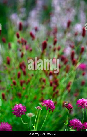 Knautia macedonica,scabious,pinbuy,vin fleurs rouges,fleur,floraison,fleurs sauvages,jardin,jardins,animaux sauvages, sanguisorba en arrière-plan,RM Flo Banque D'Images