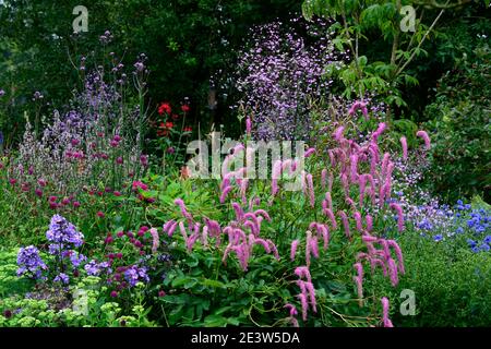 Sanguisorba hakusanensis lilas Squirrel,Thalictrum delavayi,pré rue,,Phlox paniculata temps lilas,Knautia macedonica,pourpre,lila Banque D'Images