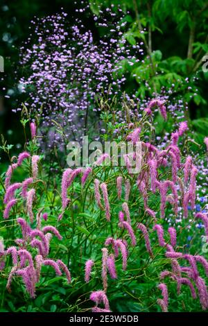 Sanguisorba hakusanensis lilas Squirrel,Thalictrum delavayi,pré rue,,Phlox paniculata temps lilas,Knautia macedonica,pourpre,lila Banque D'Images