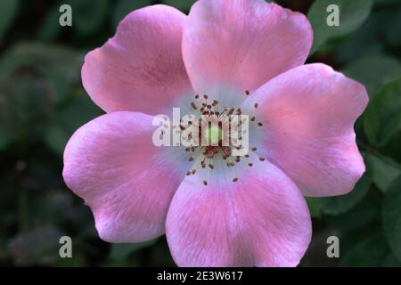 Belle étoile comme fleur rose avec centre blanc et vert. Banque D'Images