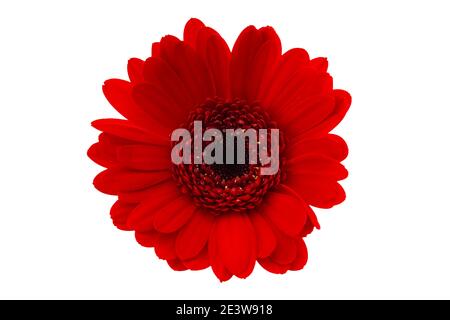 Décoration de saison et cadeau romantique avec gros plan sur gerbera rouge marguerite isolée sur fond blanc avec un découpe de la trajectoire de l'attache Banque D'Images