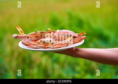 Bouquet de crabes bleus frais cuits dans une assiette blanche sur fond vert. Banque D'Images