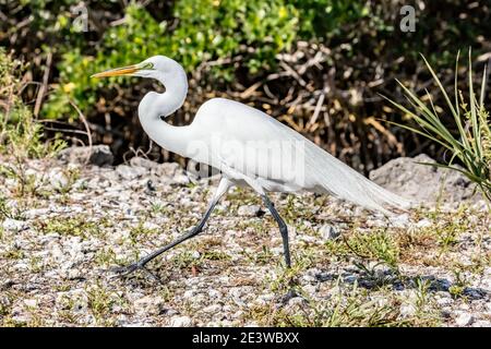 Super Egret blanc à pied dans J.N. 'Ding' Darling National Wildlife refuge, Floride, États-Unis Banque D'Images