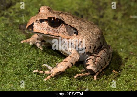 Gros plan sur la grande grenouille barrée australienne Banque D'Images