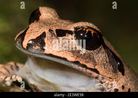 Gros plan sur la grande grenouille barrée australienne Banque D'Images