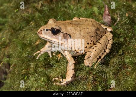 Gros plan sur la grande grenouille barrée australienne Banque D'Images