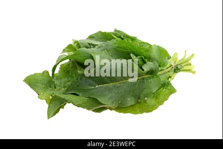 Feuilles de Rumex patientia isolées sur blanc. Banque D'Images