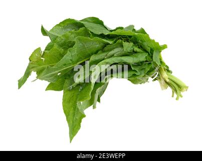 Feuilles de Rumex patientia isolées sur blanc. Banque D'Images