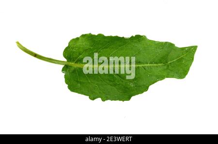 Feuilles de Rumex patientia isolées sur blanc. Banque D'Images