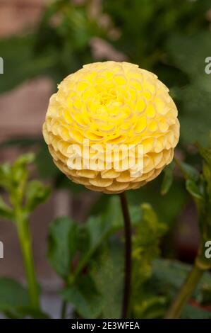 Gros plan de Dahlia Little Scottie un Pompon dahlia qui A des fleurs jaunes en été et en automne UNE plante tubéreuse c'est à feuilles caduques et à moitié dur Banque D'Images